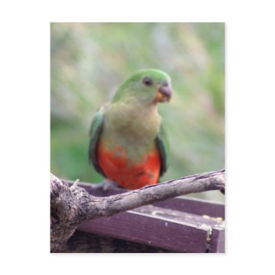 Female king parrot postcards by brianlart