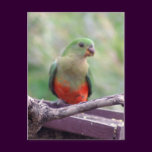Female king parrot