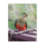 Female king parrot postcards