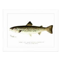 Female Land-locked Salmon or Quaniche Post Cards