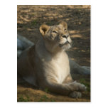 Female Lion Postcard