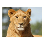 Female Lion Postcard