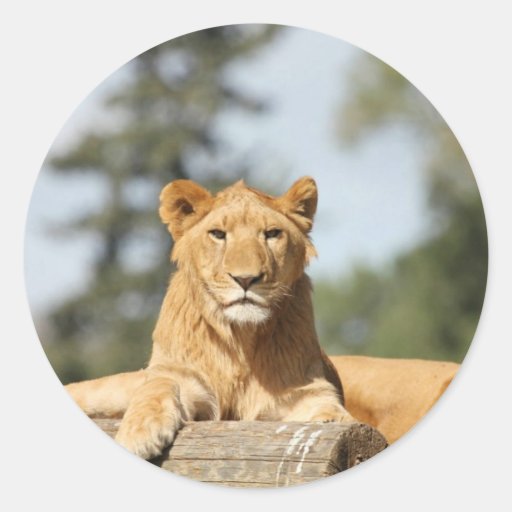 Female Lion Round Stickers