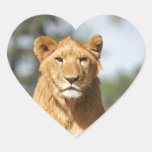 Female Lion Stickers