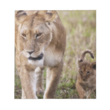 Female Lion with cub (Panthera Leo) as seen in Memo Pads