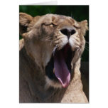 Female Lion Yawn Cards