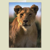 Female Lioness Lion Lovers Gifts