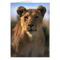 Female Lioness Lion Lovers Gifts Cards
