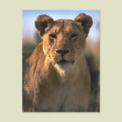 Female Lioness Lion Lovers Gifts