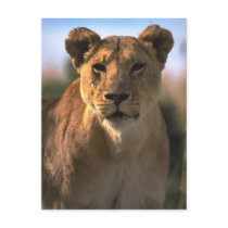 Female Lioness Lion Lovers Gifts Post Cards
