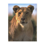 Female Lioness Lion Lovers Gifts Post Cards