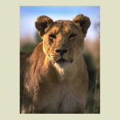 Female Lioness Lion Lovers Gifts