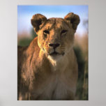 Female Lioness Lion Lovers Gifts posters