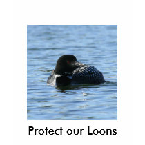 female loon, Protect our Loons t-shirts