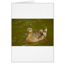 Female Mallard Card
