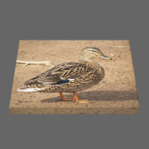 Female Mallard Duck Closeup Photo canvas prints
