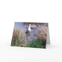 Female Mallard Duck Greeting Card