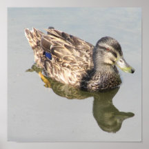 Female Mallard Duck Print