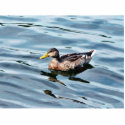 Female Mallard Duck Swimming photo sculptures by lifesphere Female Mallard Duck Swimming photo sculptures