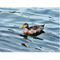 Female Mallard Duck Swimming photo sculptures