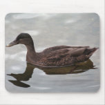 Female Mallard Mouse Mat
