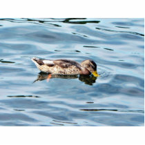 Female Mallard On Water photo sculptures