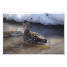 Female Mallard Photo Art