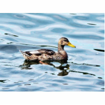 Female Mallard photo sculptures