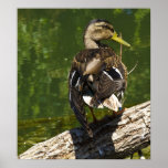 Female Mallard Poster