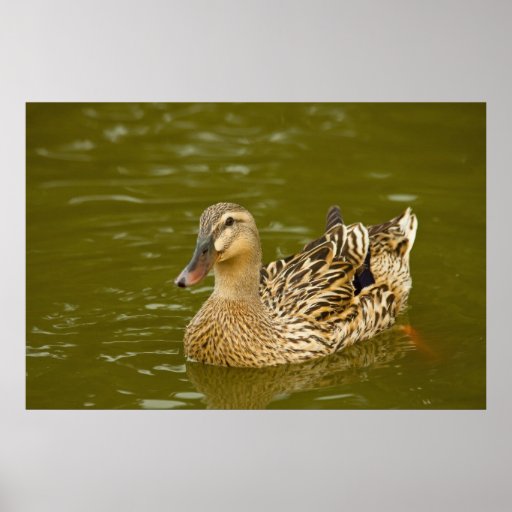 Female Mallard Posters