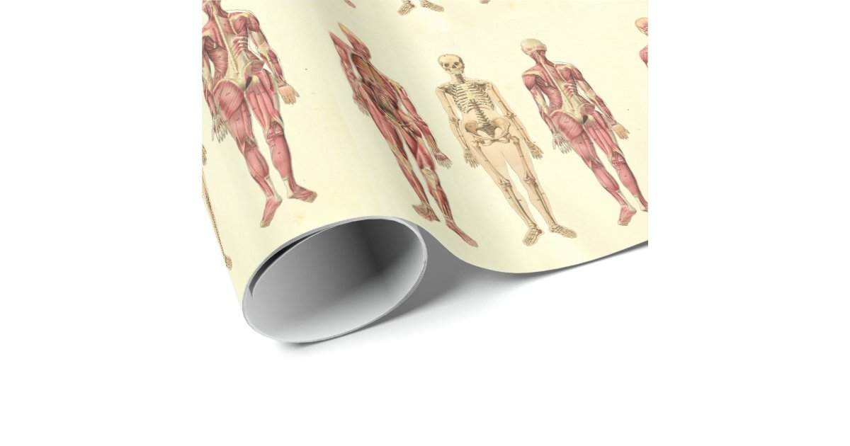 Female Muscle & Skeleton Anatomy Wrapping Paper | Zazzle