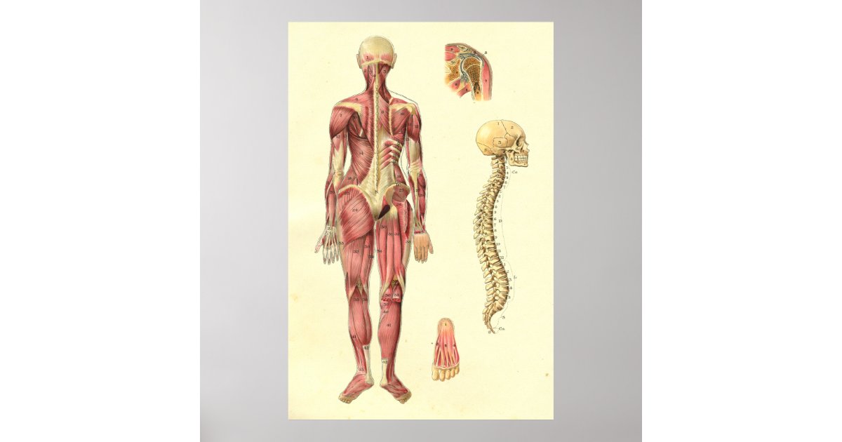 Female Muscle & Spine Anatomy Poster | Zazzle