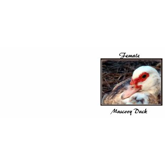 Female Muscovy Duck
