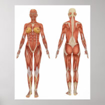 Female Muscular Anatomy Front and Rear View Posters