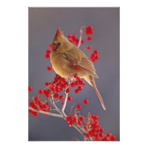 Female Northern Cardinal among hawthorn Photograph