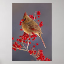 Female Northern Cardinal among hawthorn