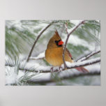 Female Northern Cardinal in snowy pine tree,