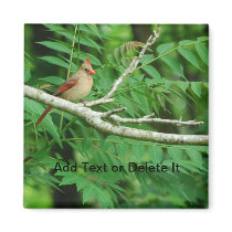 Female Northern Cardinal magnet