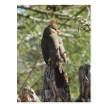 Female Northern Cardinal Postcard postcards