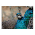 Female Peacock Card by farmer77 Female Peacock Card