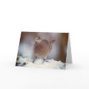 Female Pheasant - card