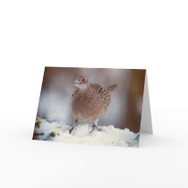 Female Pheasant - card by Thorninger Female Pheasant - card