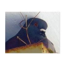 Female Pigeon 1 Postcard