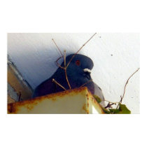 Female Pigeon 1 Poster posters