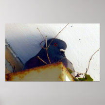 Female Pigeon 1 Poster