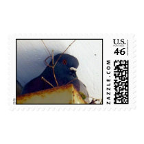 Female Pigeon 1 Stamp