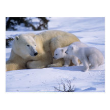Female Polar Bear Lying Down with 2 coyscubs Postcard