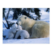 Female Polar Bear Lying Down with 2 Cubs Postcards