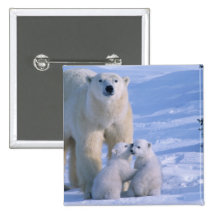 Female Polar Bear Standing with 2 Cubs at her Pinback Buttons