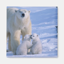 Female Polar Bear Standing with 2 Cubs at her Fridge Magnets